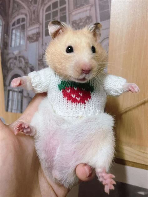 hamster with clothes